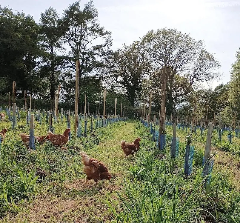 Tonneau Bulle Insolite, Vue Sur Vignoble Pouldergat 豪华帐篷